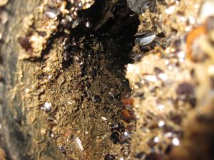 Balanes et moules dans l'eau de mer Entrée d'eau