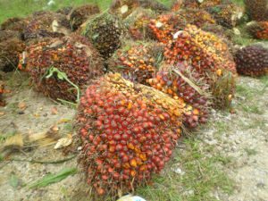 fruits à l'huile de palme