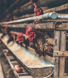 Poules