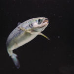 Poisson